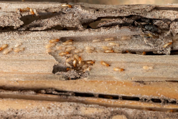 Best Affordable Pest Control Services  in Hartley, IA
