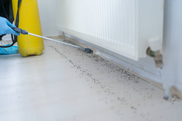 Best Affordable Pest Control Services  in Hartley, IA
